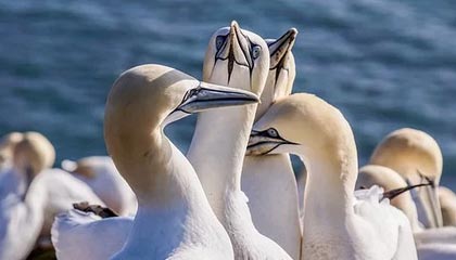 九游-高尔夫大师赛：中国球手首次跻身周末轮，高尔夫中国业余公开赛